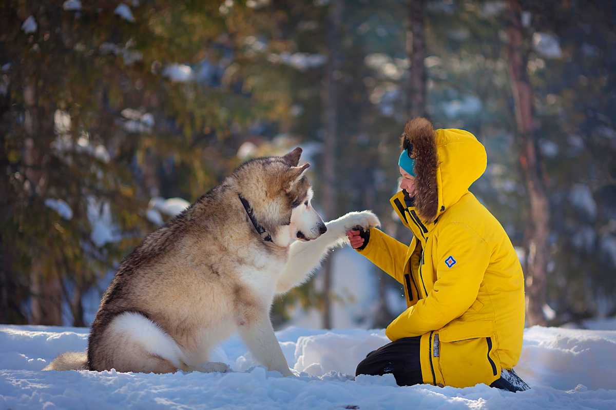 Женская зимняя парка-аляска Active Winter Expedition в желтом ярком цвете Женская зимняя парка-аляска Active Winter Expedition в желтом ярком цвете